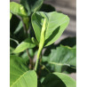 MAGNOLIA DAPHNE®