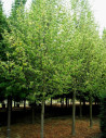 tilleul-deurope-pallida-tilia-europaea-pallida-1.jpg
