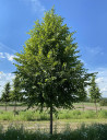 tilleul-deurope-pallida-tilia-europaea-pallida-3.jpg