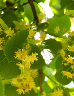 tilleul-deurope-pallida-tilia-europaea-pallida-2.jpg