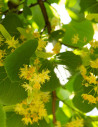 tilleul-deurope-pallida-tilia-europaea-pallida-2.jpg