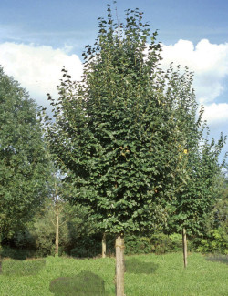 TILIA cordata ROELVO