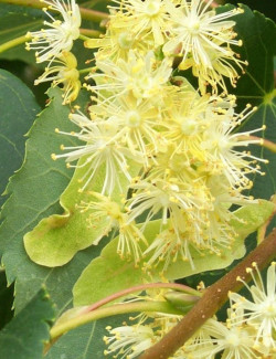 TILIA cordata ROELVO