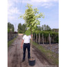 ACER platanoides DRUMMONDII En pot de 25-30 litres forme tige hauteur du tronc 180-200 cm
