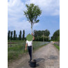 CRATAEGUS laevigata PAUL'S SCARLET En pot de 25-30 litres forme tige hauteur du tronc 180-200 cm
