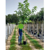 MORUS kagayamae FRUITLESS En pot 25-30 litres forme tige hauteur du tronc 180-200 cm