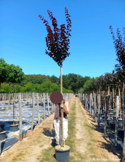 PRUNUS cerasifera ATROPURPUREA En pot de 25-30 litres tige hauteur du tronc 190-210 cm