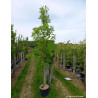 QUERCUS palustris En pot de 15-20 litres forme baliveau