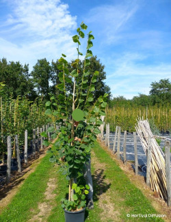 TILIA platyphyllos RUBRA En pot de 15-20 litres forme baliveau