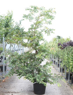 ULMUS minor SUBEROSA En pot de 70-90 litres forme buisson hauteur 250-300 cm