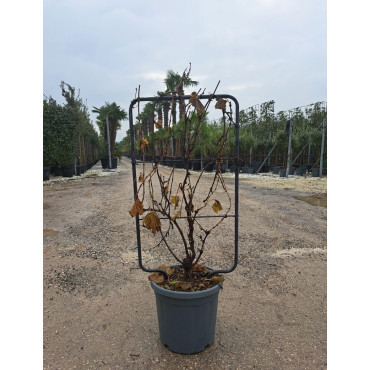 VIGNE DE TABLE En pot forme espalier