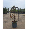 VIGNE DE TABLE En pot forme espalier