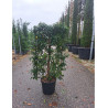 PRUNUS lusitanica En pot forme espalier