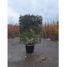 ELAEAGNUS ebbingei En pot de 35-50 litres forme espalier hauteur 115 cm - largeur 100 cm