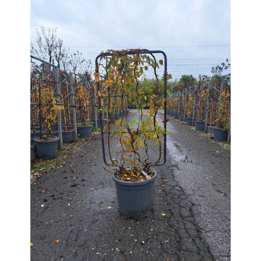 WISTERIA En pot forme espalier