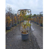 WISTERIA En pot forme espalier
