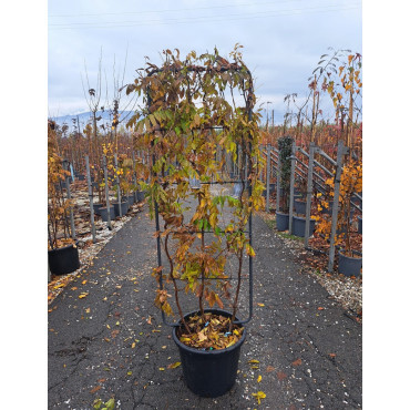 WISTERIA En pot forme espalier