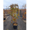 WISTERIA En pot forme espalier