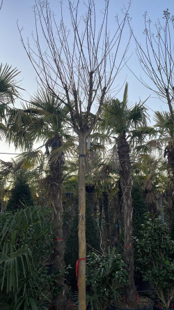 LAGERSTROEMIA En pot forme tige hauteur du tronc 180-200 cm circonférence du tronc 16-18-20-25 cm