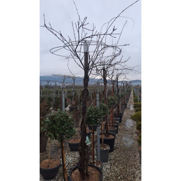 WISTERIA En pot forme parapluie