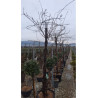 WISTERIA En pot forme parapluie