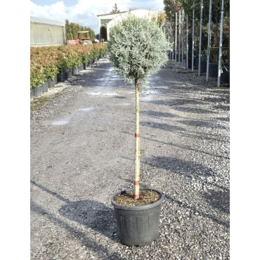 CUPRESSUS arizonica FASTIGIATA En pot forme tige hauteur du tronc 090-110 cm