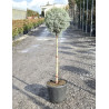 CUPRESSUS arizonica FASTIGIATA En pot forme tige hauteur du tronc 090-110 cm