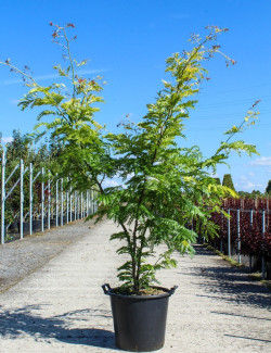 GLEDITSIA triacanthos SUNBURST En pot de 35-50 litres forme cépée