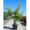 GLEDITSIA triacanthos SUNBURST En pot de 35-50 litres forme cépée
