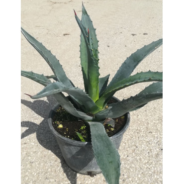 AGAVE americana (Agave d'Amérique) En pot de 7-10 litres