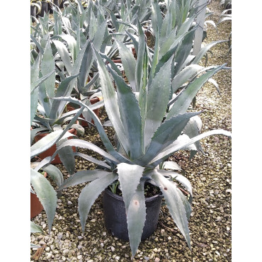 AGAVE americana (Agave d'Amérique) En pot de 15-20 litres