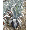 AGAVE americana (Agave d'Amérique) En pot de 15-20 litres