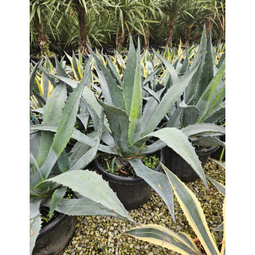 AGAVE americana (Agave d'Amérique) En pot de 35-50 litres