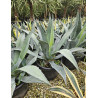AGAVE americana (Agave d'Amérique) En pot de 35-50 litres