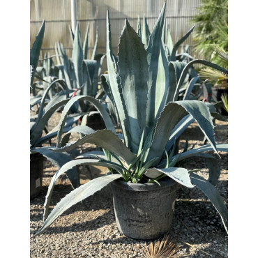 AGAVE americana (Agave d'Amérique) En pot de 50-70 litres