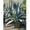 AGAVE americana (Agave d'Amérique) En pot de 50-70 litres