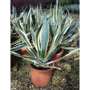 AGAVE americana VARIEGATA (Agave d'Amérique) En pot de 15-20 litres