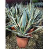 AGAVE americana VARIEGATA (Agave d'Amérique) En pot de 15-20 litres