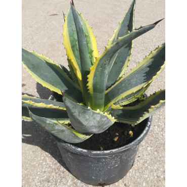AGAVE americana VARIEGATA (Agave d'Amérique) En pot de 7-10 litres