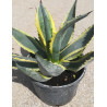 AGAVE americana VARIEGATA (Agave d'Amérique) En pot de 7-10 litres