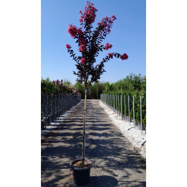 LAGERSTROEMIA En pot de 25-30 litres tige hauteur du tronc 130-140 cm