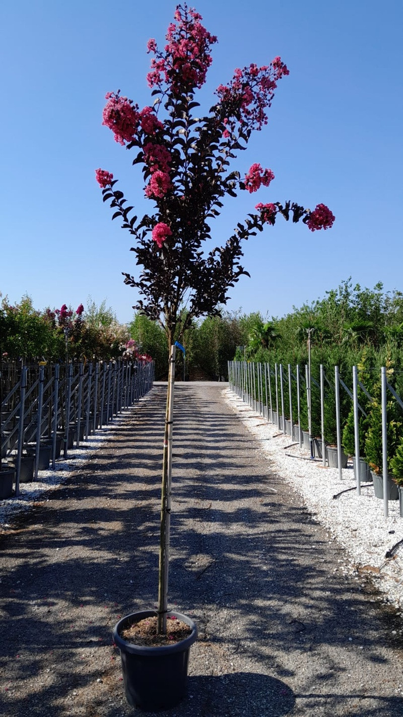 A Solitaire Shell LAGERSTROEMIA BLACK SOLITAIRE SHELL PINK® (Lilas des Indes)