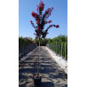LAGERSTROEMIA En pot de 25-30 litres tige hauteur du tronc 130-140 cm