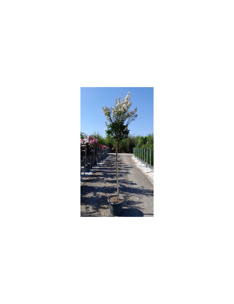 LAGERSTROEMIA En pot de 25-30 litres tige hauteur du tronc 130-140 cm