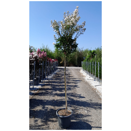 LAGERSTROEMIA En pot de 25-30 litres tige hauteur du tronc 130-140 cm LAGERSTROEMIA En pot de 25-30 litres tige hauteur du tronc 130-140 cm