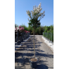 LAGERSTROEMIA En pot de 25-30 litres tige hauteur du tronc 130-140 cm