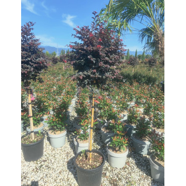 LOROPETALUM chinense BLACK PEARL En pot forme tige hauteur du tronc 090-110 cm