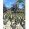 LOROPETALUM chinense BLACK PEARL En pot forme tige hauteur du tronc 090-110 cm