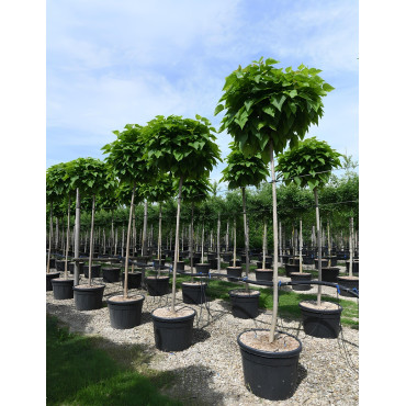 CATALPA bignonioides NANA En pot de 70-90 litres tige circonférence du tronc 16-18 cm