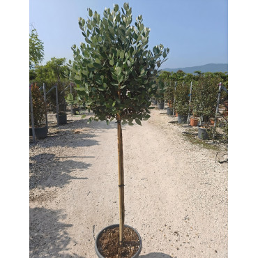 FEIJOA sellowiana En pot forme tige hauteur du tronc 090-110 cm